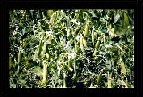 Peas on a vine