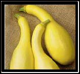 Yellow Squash