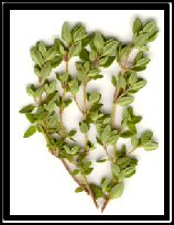 Thyme