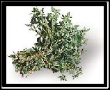 Thyme