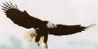 Eagle