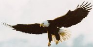 Eagle