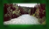 A bubbling stream surrounded by trees