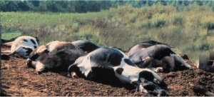 Dead Cows