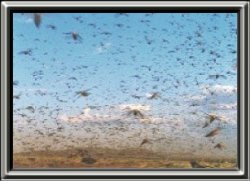 Huge swarm of locusts