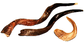 Shofars