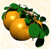 Oranges