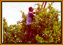 Picking oranges