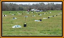 Planting orange trees