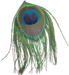 Peacock Feather