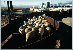 Sheep driven into a pen