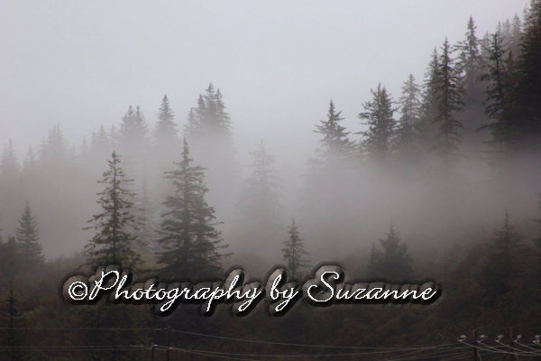 Trees in fog
